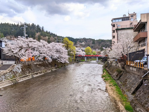 高山市街地、桜満開です！
