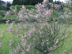 かすみ草。