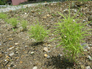 ほうき草の植え替え。