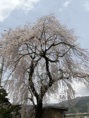 しだれ桜。