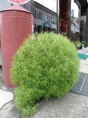 井之廣のほうき草