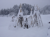 雪囲い-2