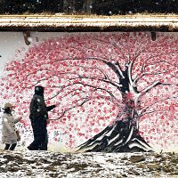 雄勝「希望のキャンバス」 桜満開!!
