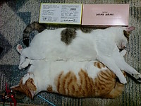 平凡