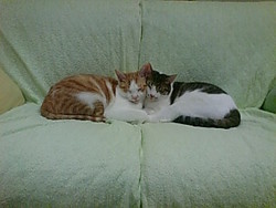 おねむの儀式
