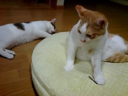 またたび