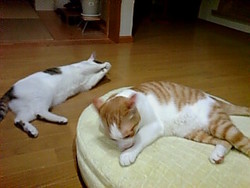 またたび