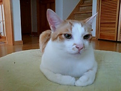 またたび