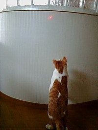 ねこじゃらし