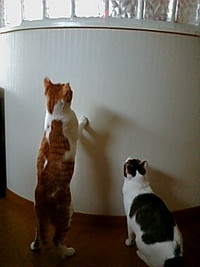 ねこじゃらし