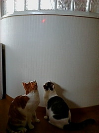 ねこじゃらし