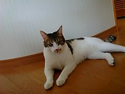 ねこじゃらし
