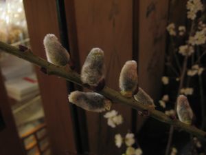 平野屋 花便り♪