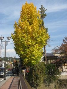 本日も晴天です(^_^)v