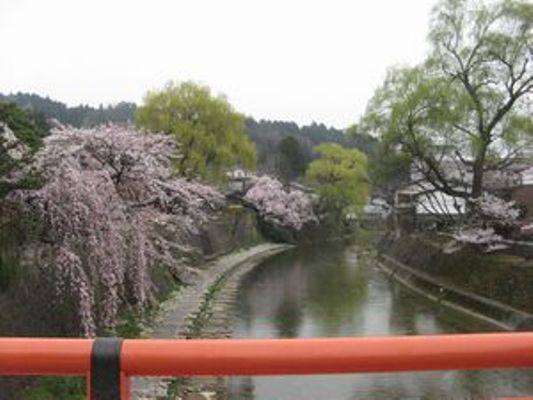 桜もうすぐ満開