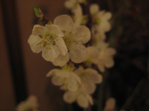 平野屋 花便り♪