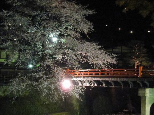 雨ですが・・・満開です♪