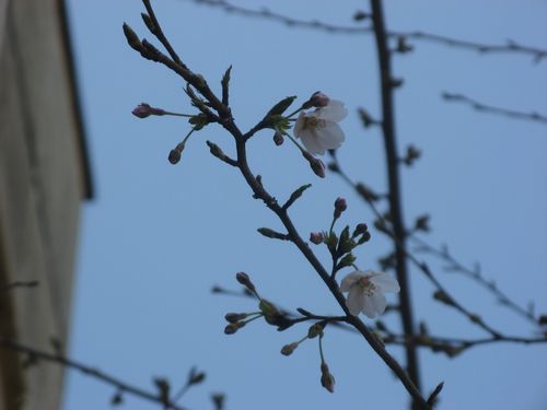 桜 第一号(*^_^*)