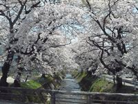 桜が・・・終わってしまいます(+o+)