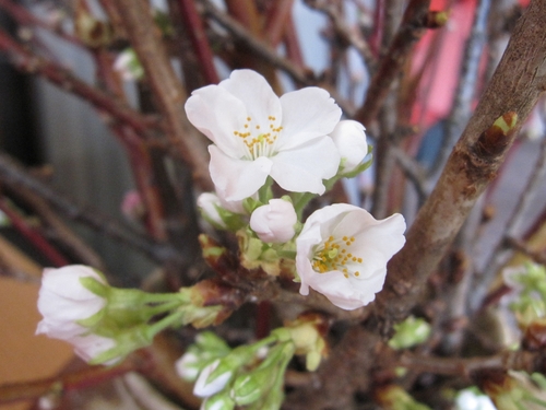 開花宣言