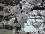 きょうの『桜』&あしたの『高山祭』
