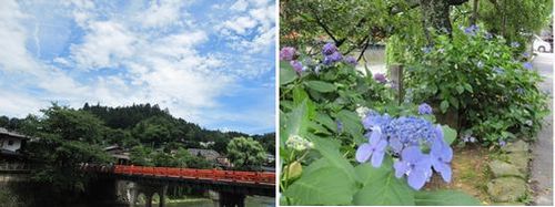紫陽花がキレイです♪