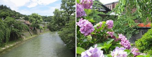 紫陽花がキレイです♪