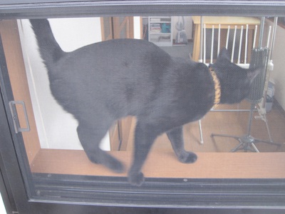 屋根に上りたい黒猫 屋根に上りたい黒猫