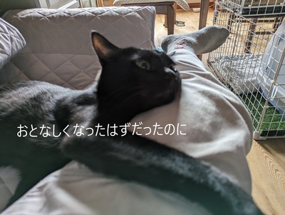 おとなしくなったはずだったのに おとなしくなったはずだったのに