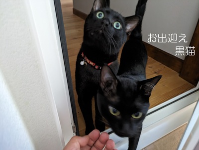お出迎え黒猫 お出迎え黒猫