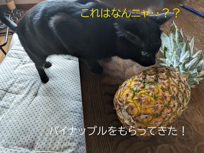 パイナップルをもらってきた! パイナップルをもらってきた!