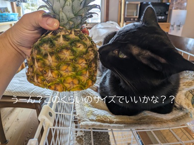 このくらいのサイズでいいかな?? このくらいのサイズでいいかな??