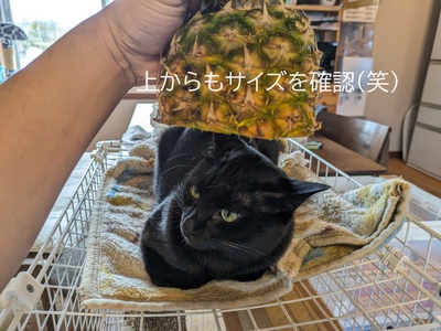 上からもサイズを確認(笑) 上からもサイズを確認(笑)