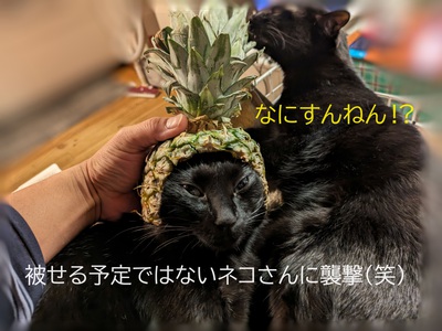 被せる予定ではないネコさんに‥ 被せる予定ではないネコさんに‥