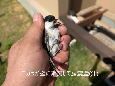 コガラが壁に激突して脳震盪(汗) コガラが壁に激突して脳震盪(汗)