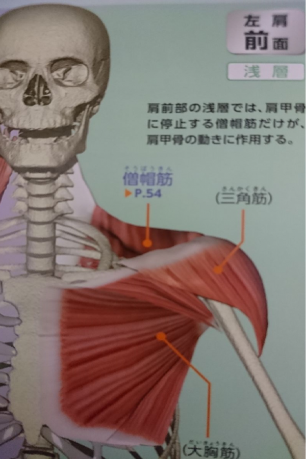 姿勢が悪いとよく言われる人へ 姿勢が悪いとよく言われる人へ