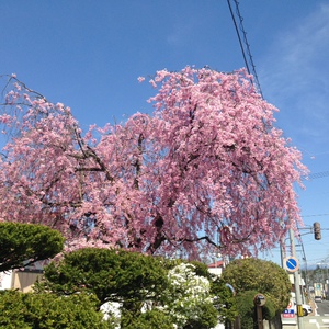 Ｔさんちのしだれ桜