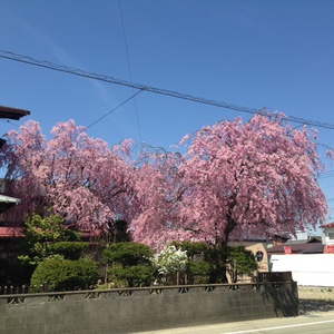 Ｔさんちのしだれ桜