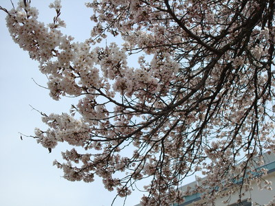 北小学校の桜