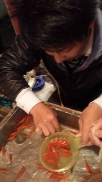 金魚すくいで!! 金魚すくいで!!