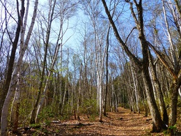 山行報告 「天蓋山」 1527.3m 山行報告 「天蓋山」 1527.3m