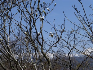 山行報告 「天蓋山」 1527.3m 山行報告 「天蓋山」 1527.3m