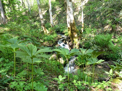 山行報告 「天蓋山」 1527.3m 山行報告 「天蓋山」 1527.3m