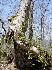 山行報告 「天蓋山」 1527.3m 山行報告 「天蓋山」 1527.3m