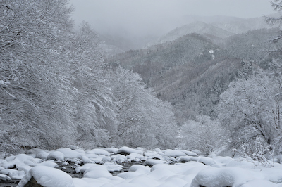 今日の秋神川【着雪】 今日の秋神川【着雪】