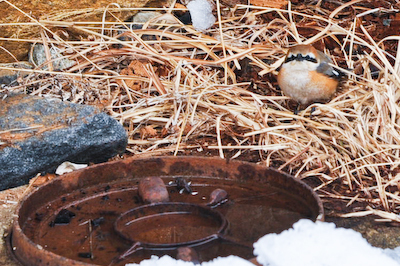 ヤマガラ?の昼寝 ヤマガラ?の昼寝