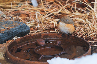ヤマガラ?の昼寝 ヤマガラ?の昼寝