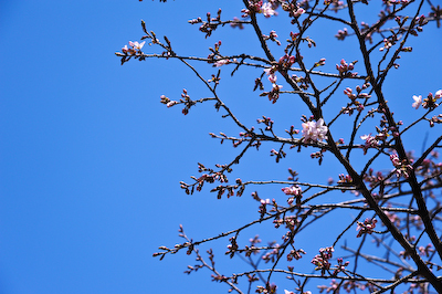 今日の秋神川【桜咲く】 今日の秋神川【桜咲く】