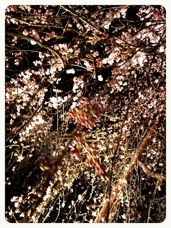 萩原桜めぐり