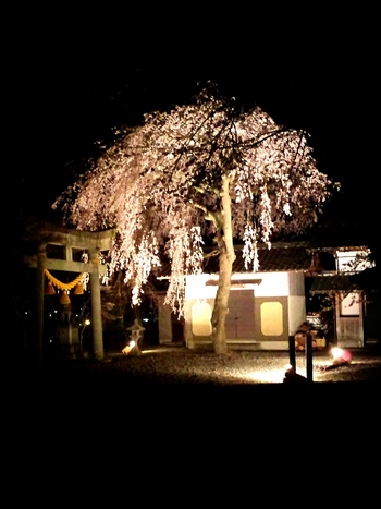萩原桜めぐり